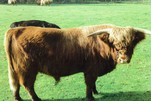 Ohmoorhof_Highland_000003.jpg